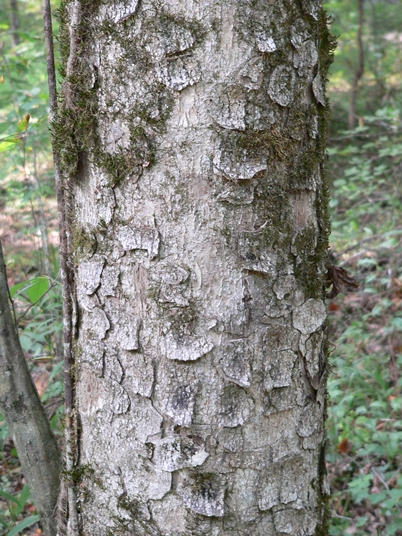 {Aesculus flava}